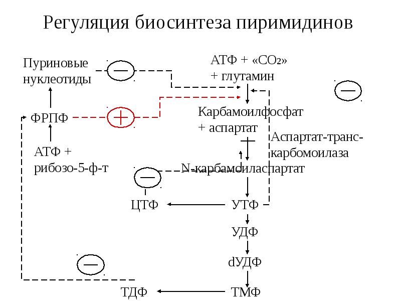 Общая схема синтеза и распада пиримидиновых нуклеотидов регуляция оротацидурия