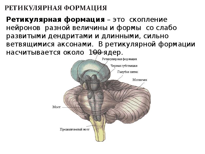 Продолговатый мозг и мост