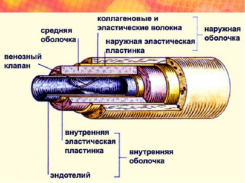 Вены строение