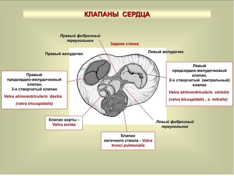 Сосудистая система фото