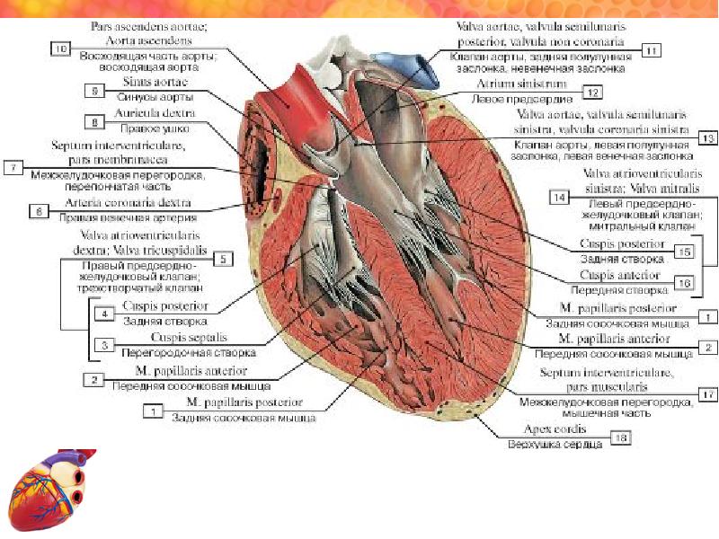 Сердце фото картинки анатомия