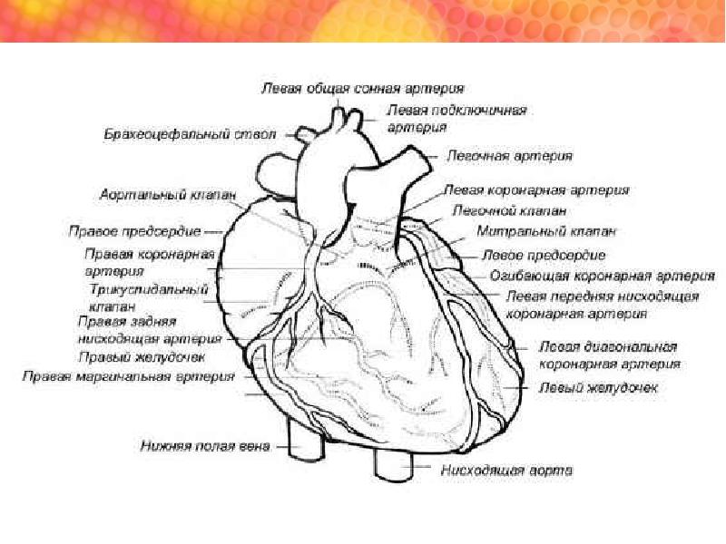 Интермедиарная артерия на рисунке