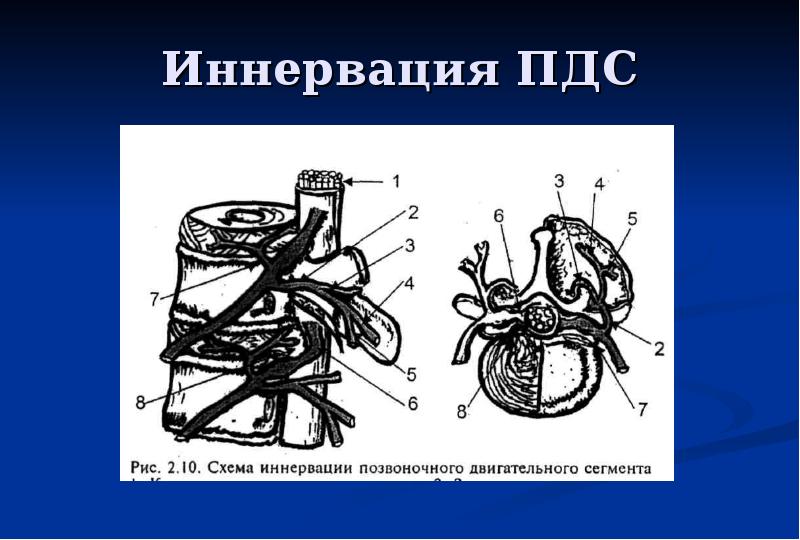 Презентация по неврологии остеохондроз