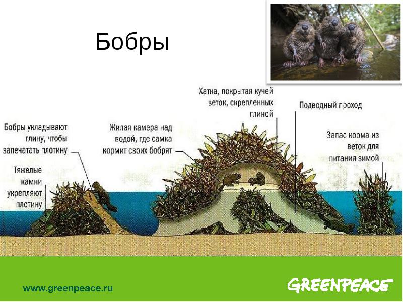 Рассказ бобровая хатка план сообщение о жизни бобров