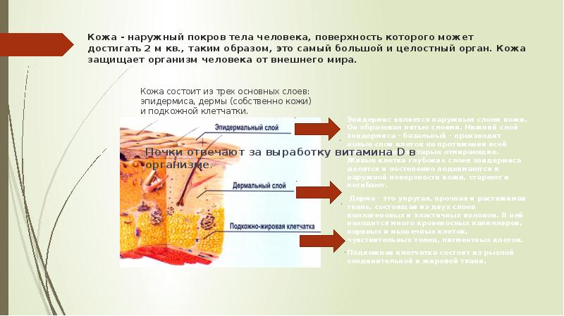 Проект по биологии кожа лица