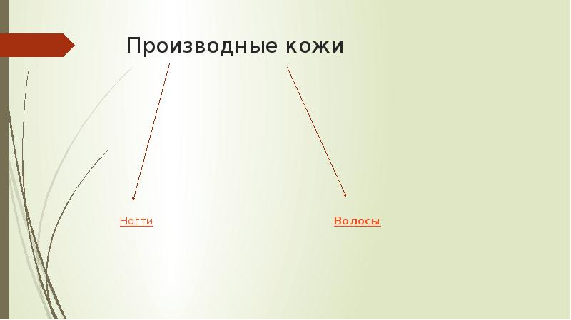 Функции дериватов кожи.