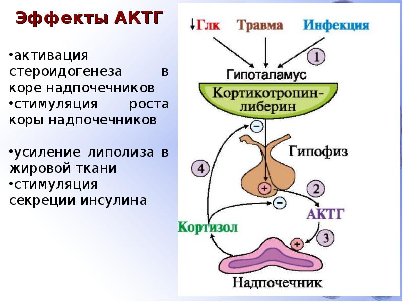 Патология гипофиза презентация