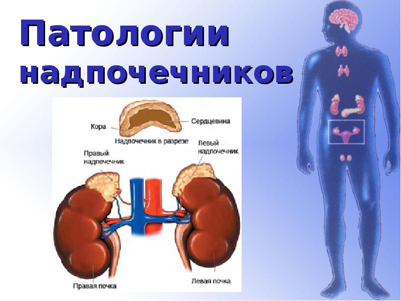 Гипофиза щитовидной железы надпочечников