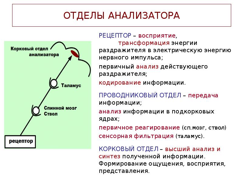 Проводников отдел анализаторов