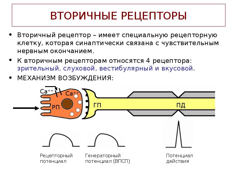 Что такое сенсорная система включения в фене