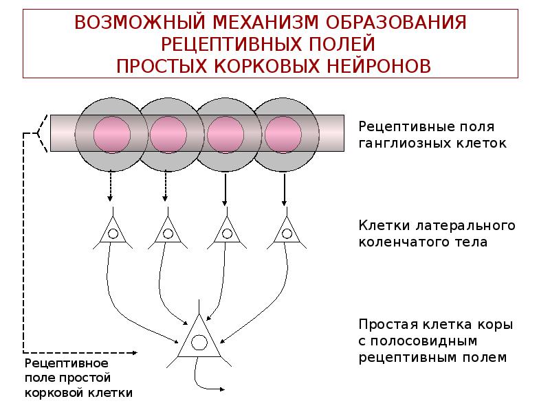 Рецептивное поле. Рецептивное поле (поле рецепторов). Рецептивное поле ганглиозной клетки. Рецептивные поля нейронов физиология. Рецептивные поля сетчатки.