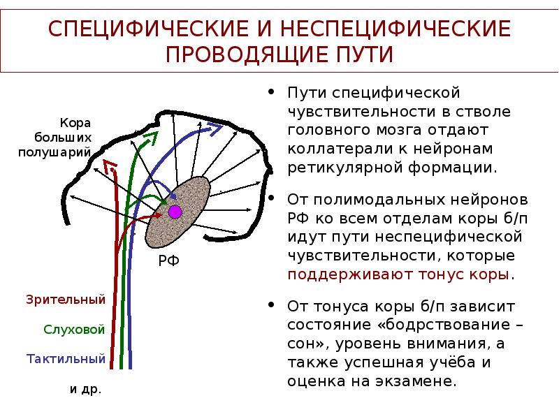 Проводящий через. Проводящие пути ретикулярной формации. Проводящие пути ретикулярной формации ствола. Ретикулярная формация неспецифическая система мозга регулирует. Специфические и неспецифические структуры мозга.