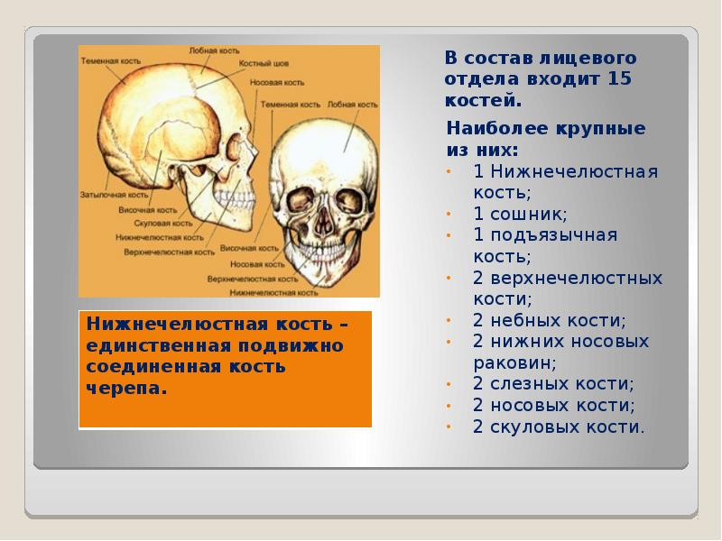 Лицевой отдел черепа особенности. 15 Костей лицевого отдела. Крупные кости лицевого отдела. Кости лицевого скелета анатомия. Крупная кость лицевого отдела черепа.