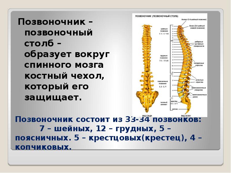 Что значит позвоночник. Позвоночник человека. Позвоночный столб человека. Позвоночник состоит из. Позвоночник человека анатомия.