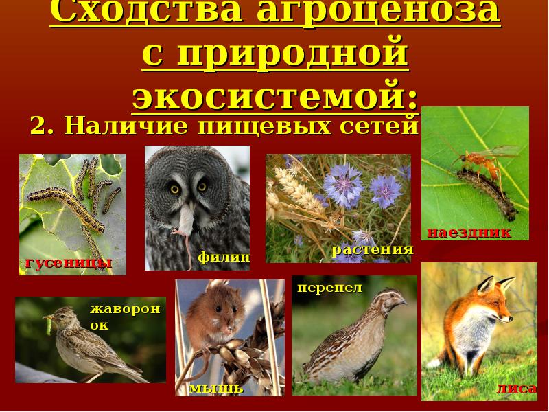 Природные экосистемы 11 класс. Агроценоз и биогеоценоз. Пищевая сеть агроценоза. Природные экосистемы. Природная экосистема и агроценоз.