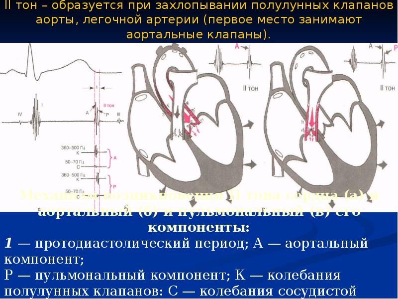 Аортальный клапан точка