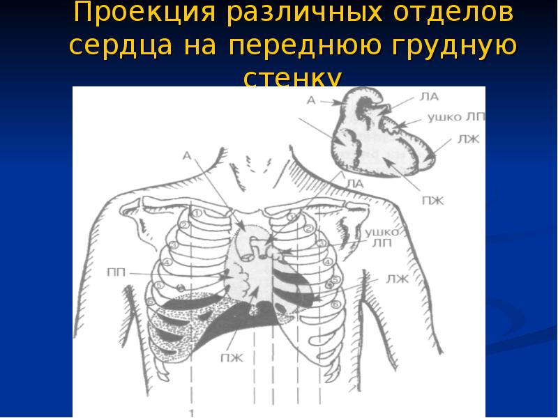 Проекция грудной клетки