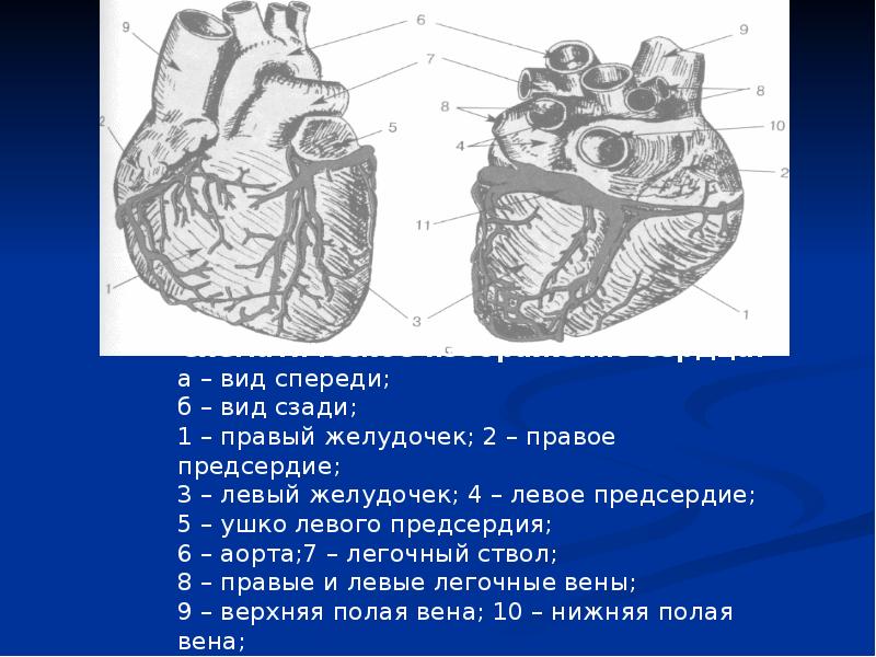 Широких сердец пограничная. Проекция клапана легочного ствола. Тоны сердца в норме и патологии. Проекция клапанов сердце человека. Тоны сердца пропедевтика презентация.