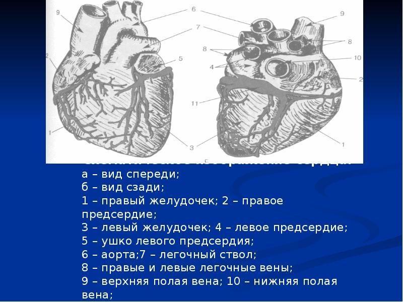 Широкие сердца пограничная 2. Строение сердца пропедевтика. Тоны сердца пропедевтика презентация. Пропедевтика функции сердца.