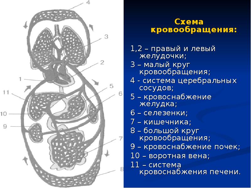 Аускультация легких презентация пропедевтика