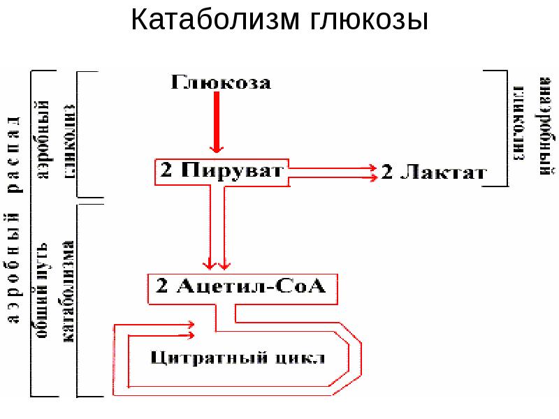 Катаболизм глюкозы биохимия. Общая схема распада глюкозы в организме. Катаболизм глюкозы происходит в. Аэробный гликолиз биохимия этапы. Схема метаболической регуляции гликолиза.