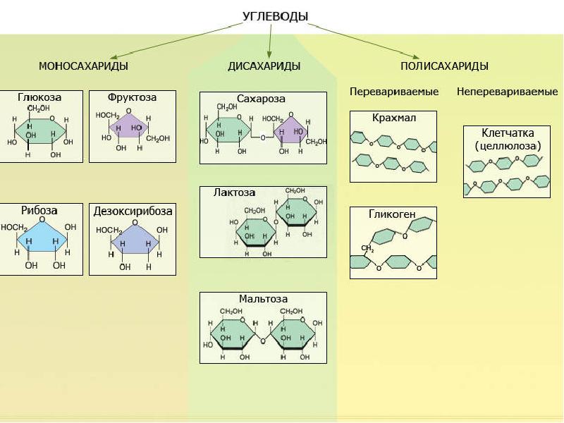 Схема 14 классификация углеводов