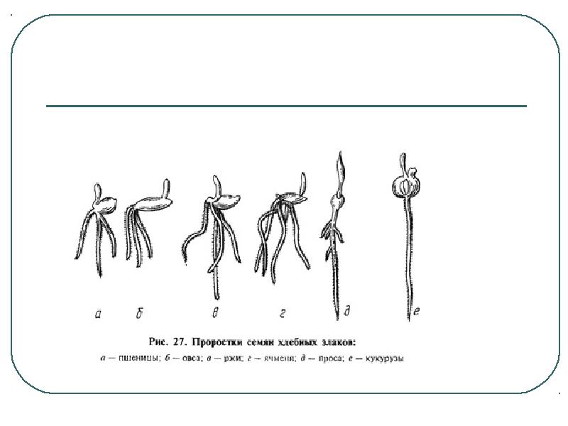 Порядок рисунков при прорастании ячменя