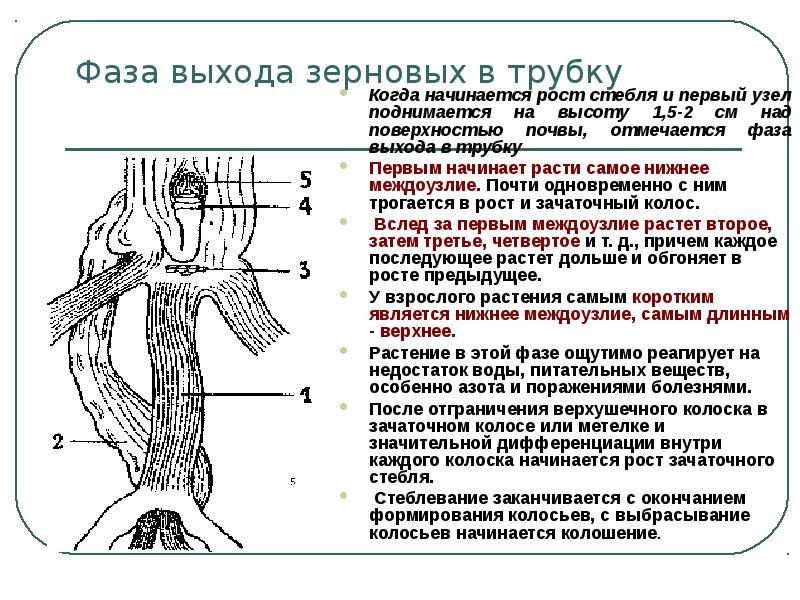 Фаза выхода в трубку озимой пшеницы фото