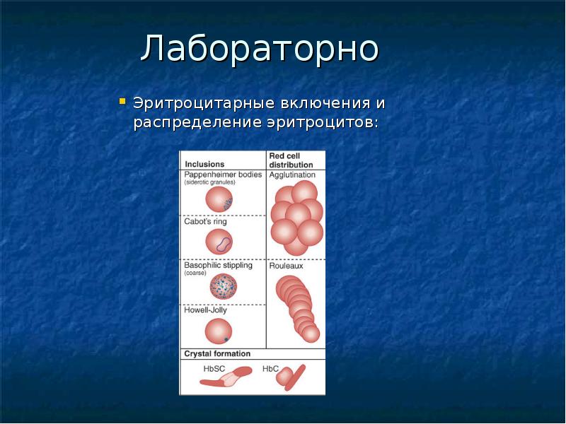 Распределение эритроцитов