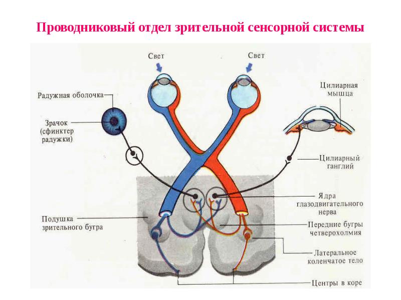 Проводниковый отдел анализаторов и принципы его строения