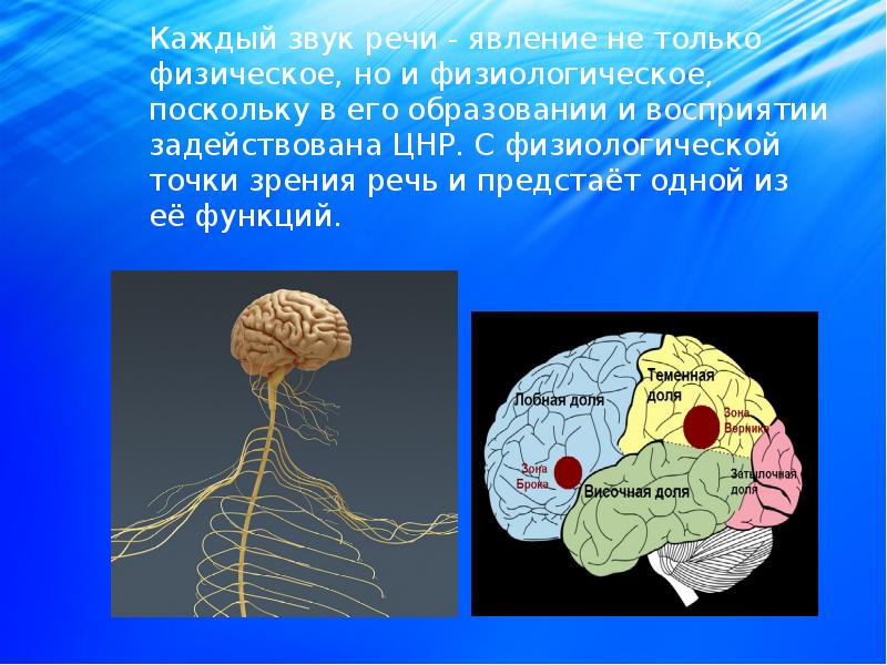 Центральный речевой аппарат картинки