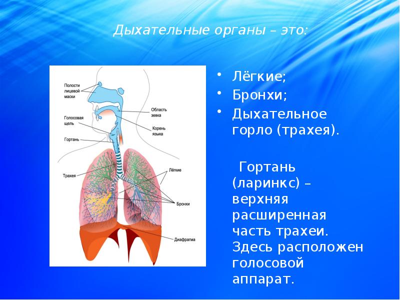 Речевой аппарат картинка