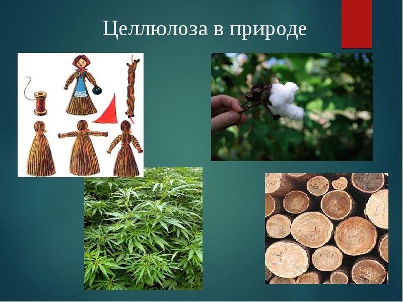 Целлюлоза в природе Целлюлоза в природе