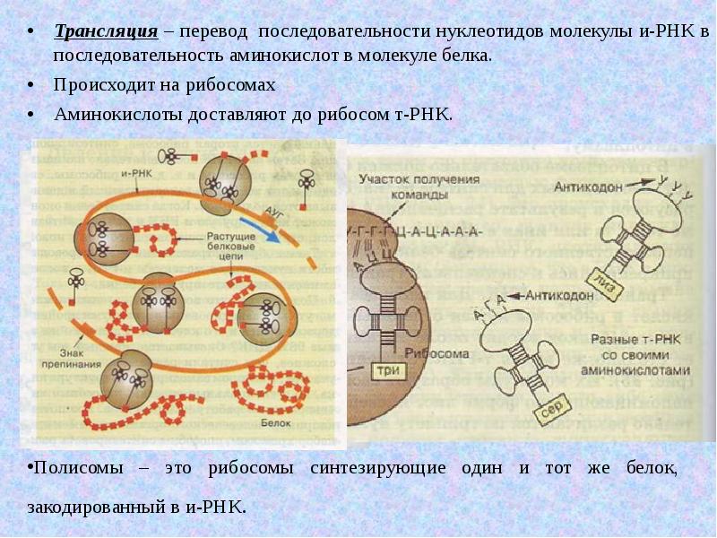 Синтез белка механизмы. Этапы синтеза белка рибосомой. Трансляция это Синтез белка на рибосомах. Трансляция РНК схема.