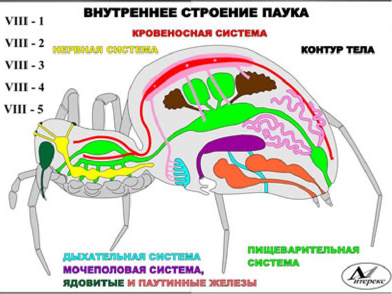 Внутреннее строение паука крестовика рисунок с подписями