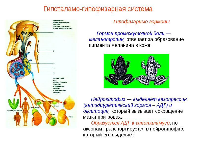 Эндокринная система презентация биология 9 класс