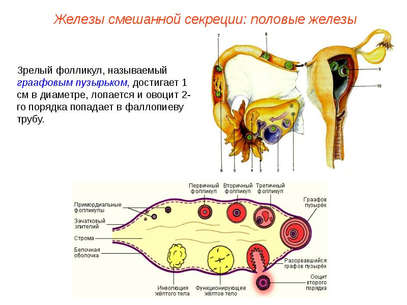 Железа каких животных. Железы смешанной секреции Ветеринария. Схема желез внутренней секреции КРС. Желез внутренней секреции у телят. Половая железа смешанной секреции.