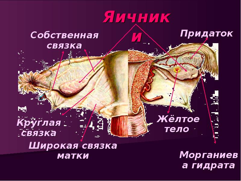 Анатомия матки презентация