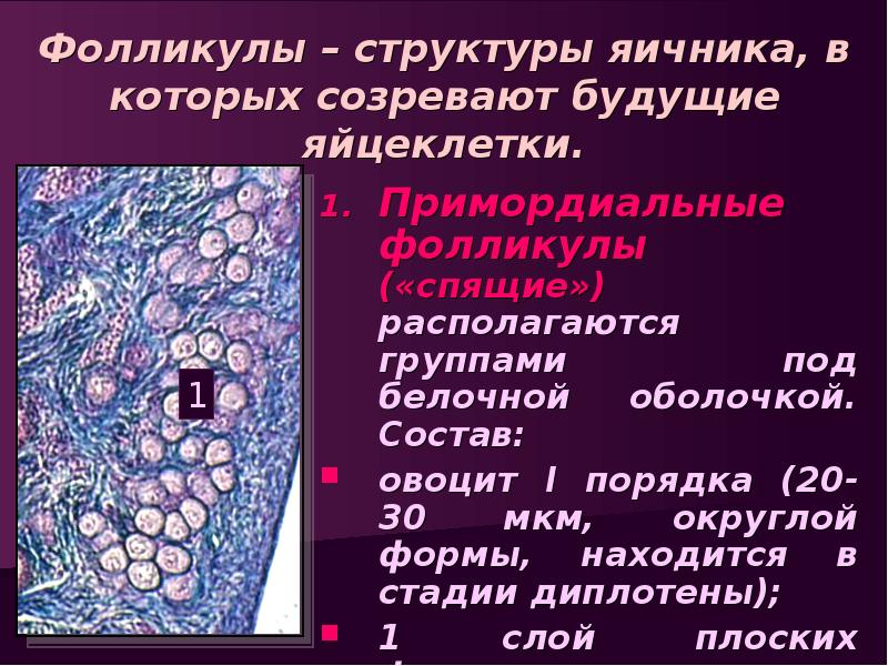 Фолликулы это. Фолликул. Структура фолликула яичника. Фолликулы в яичнике находятся в. Фолликулы в яичнике располагаются в:.