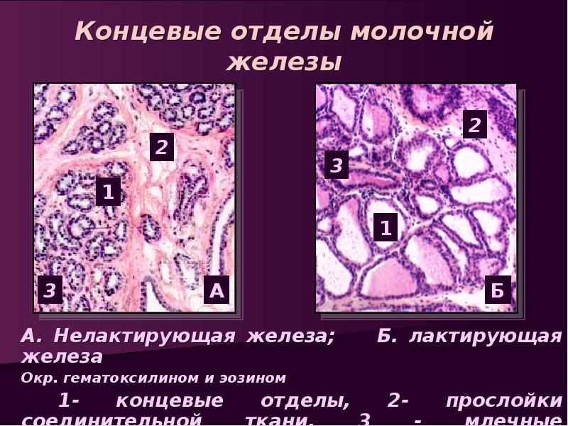 Женская половая система анатомия презентация