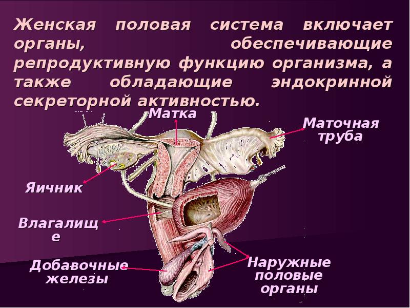 Репродуктивная система презентация