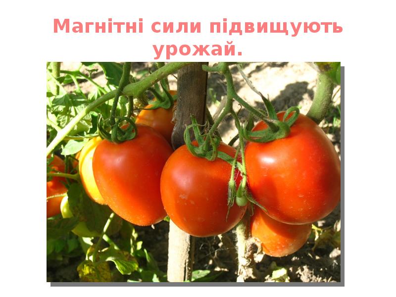 Магнітні сили підвищують урожай. Магнітні сили підвищують урожай.