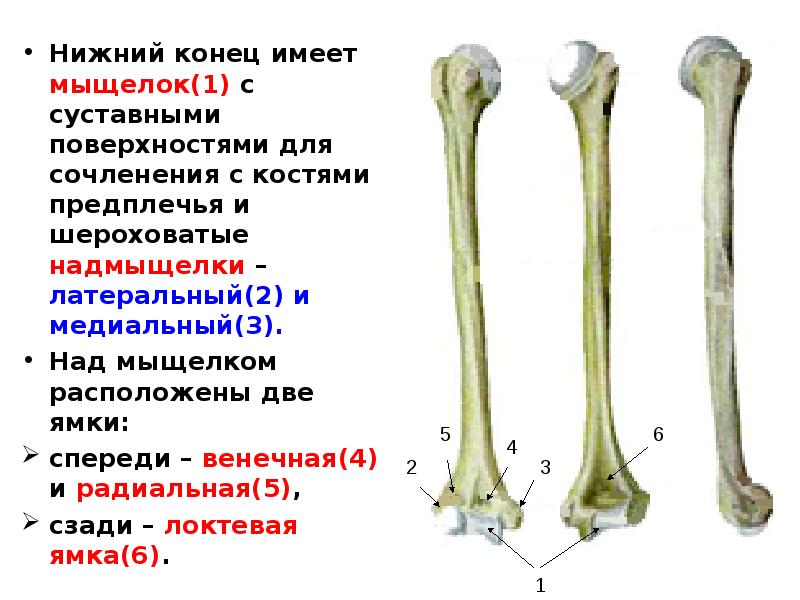 Мыщелки плечевой кости