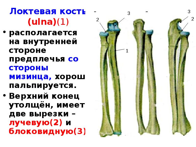 Фото локтевой и лучевой кости