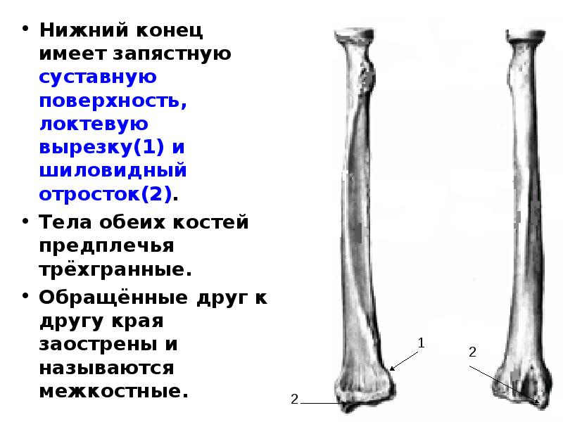 Теле оба. Локтевая кость шиловидный отросток. Шиловидные отростки костей предплечья. Кости предплечья, шиловидный отросток. Шиловидные отростки лучевой и локтевой кости.