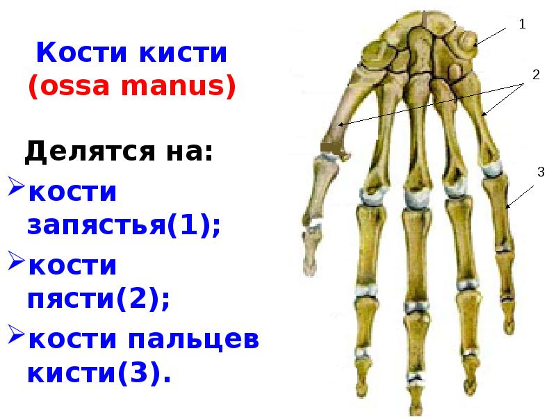 Кости в запястье руки. Кости анатомия костей кисти. Отделы кисти кости запястья. Кости пясти строение. Кости запястья пясти и пальцев.
