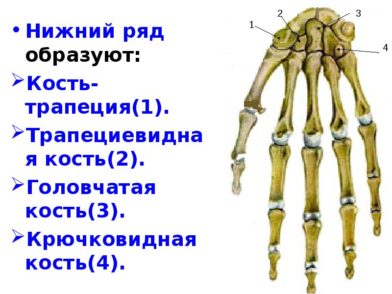 Кости образованные