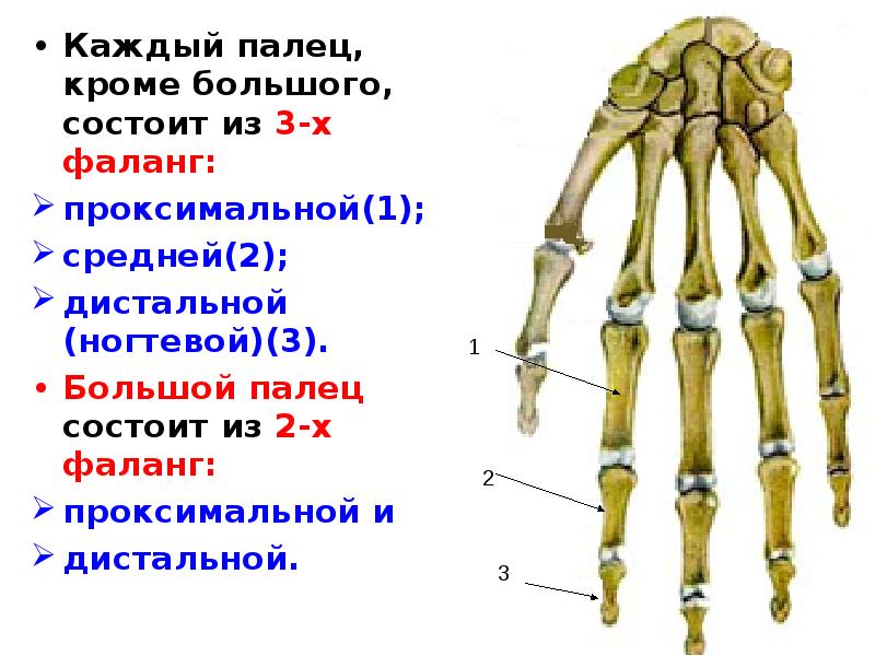 Состоит из большого