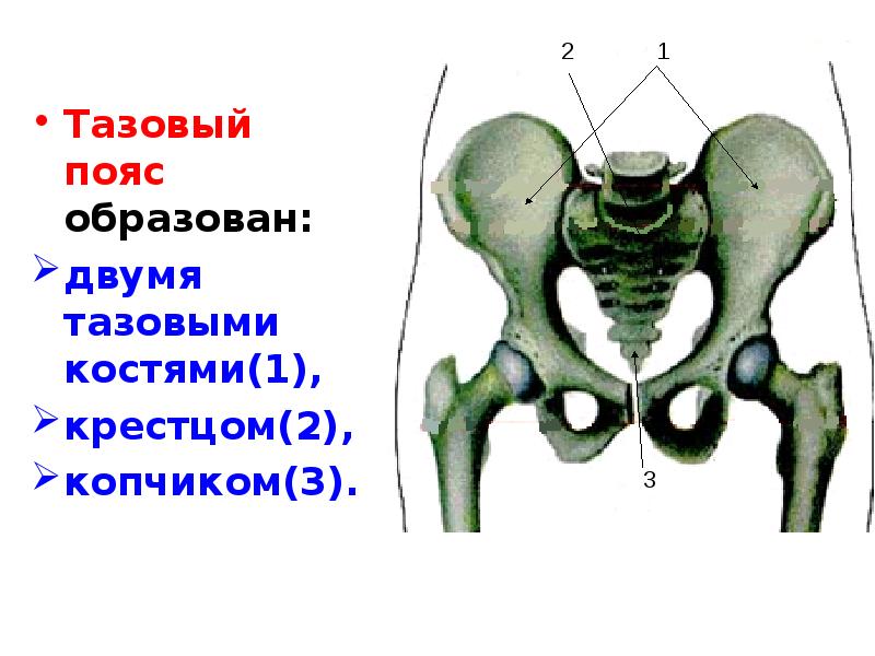 Таз отдел скелета. Кости образующие скелет тазового пояса. Кости нижних конечностей человека анатомия таз. Скелет нижней конечности тазовая кость. Тазовый пояс анатомия.