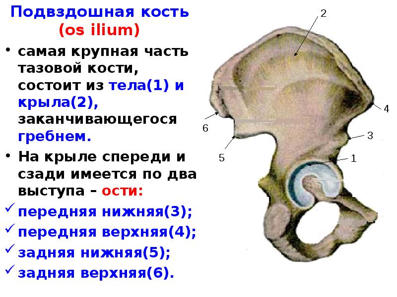Верхняя передняя подвздошная кость. Женский таз крыло подвздошной кости. Подвздошная кость клиническая анатомия. Подвздошная кость гребешок. Кости таза анатомия подвздошная кость.